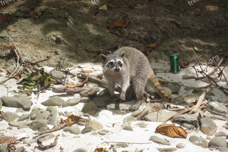 Raccoon Beach Costa Rica Masked Bandit