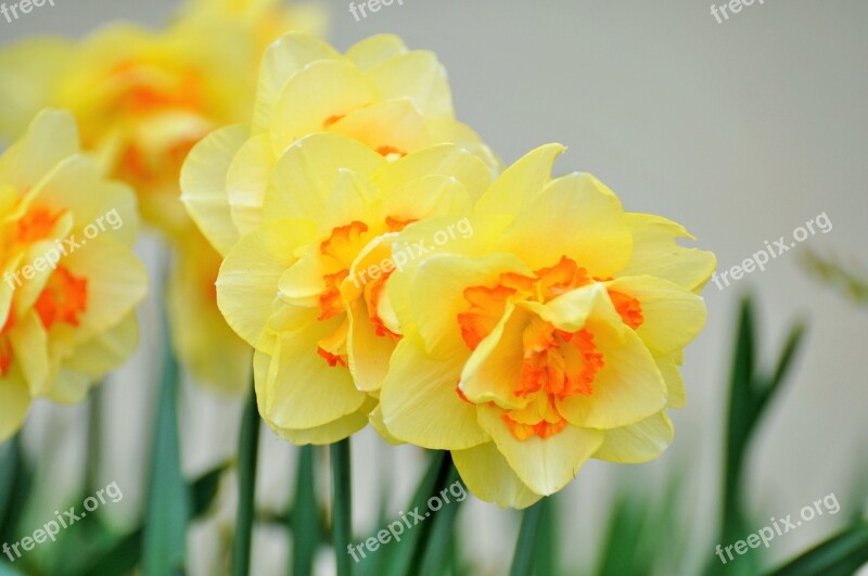 Yellow Flowers Country Fleurs Des Champs Spring Yellow Flower