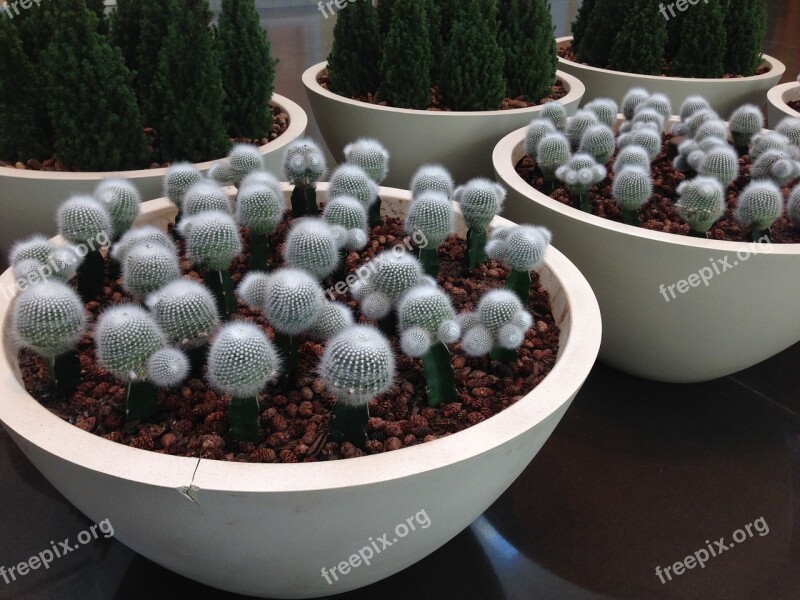 Texas Cactus Mall Usa Plant