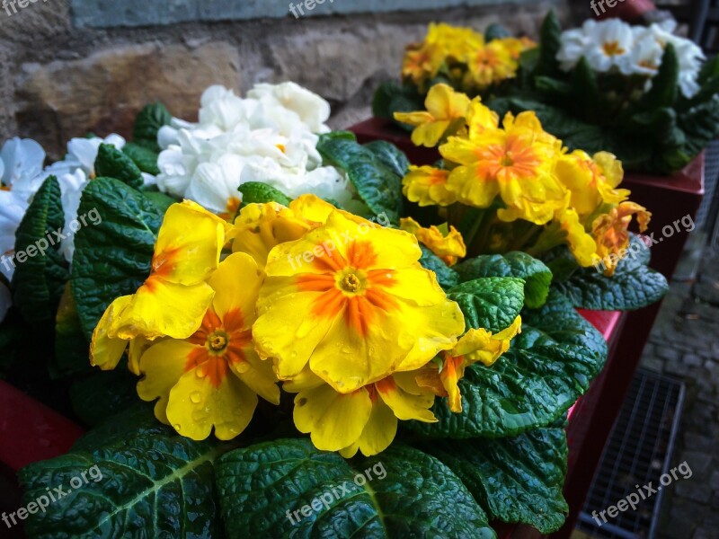 Primroses Arrangement Blossom Bloom Flower