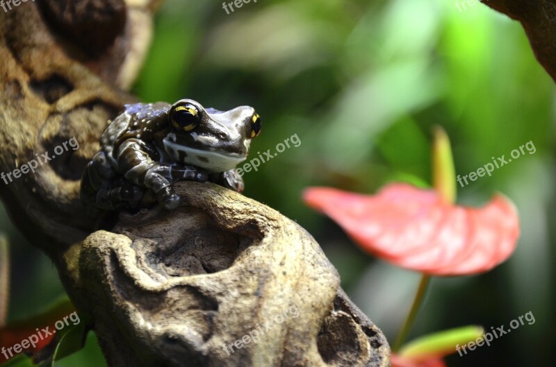 Frog Terrarium Brown Exotic Close Up