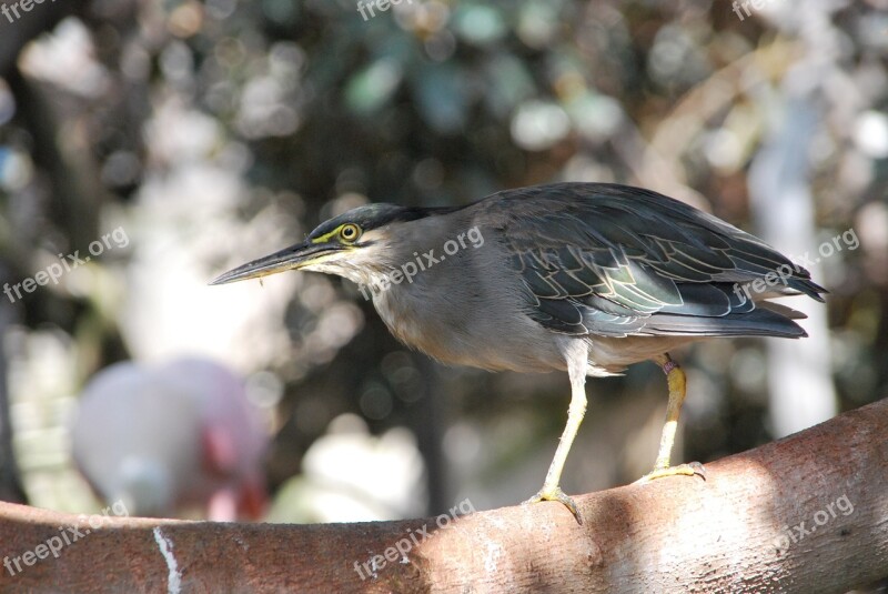 Heron Bird Animal Nature Profile