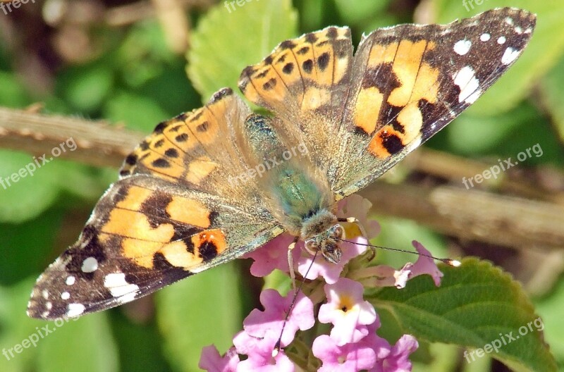 Butterfly Painted Lady Cardui Vanessa Painted