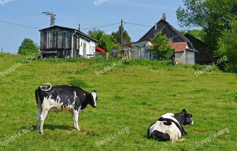 Rural Idyll Cows Bauer Houses