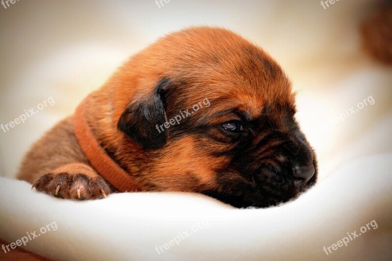 Hybrid Puppy Dog Pets Portrait