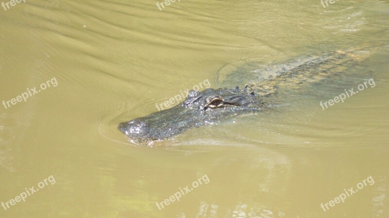 Alligator Swamp Reptile Wildlife Wilderness