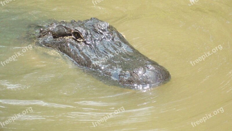 Alligator Swamp Reptile Wildlife Wilderness