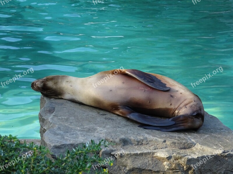 Relaxed Sea ​​lion Zoo Relaxation Dormant