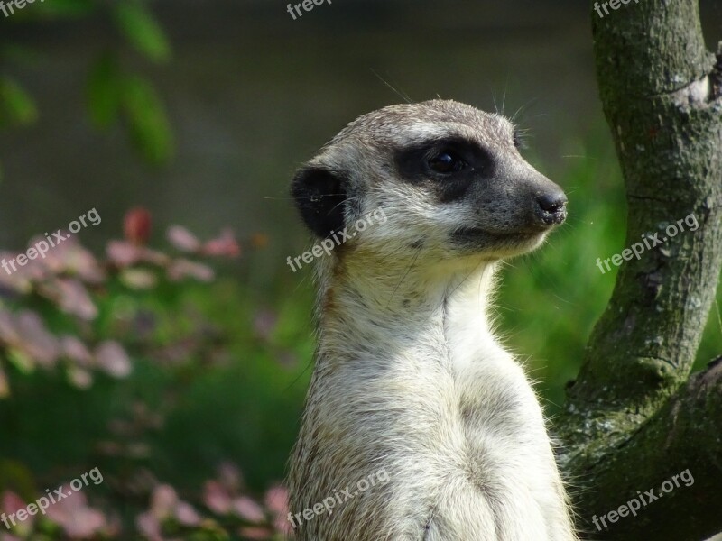 Zoo Meerkat Cute Curious Close Up