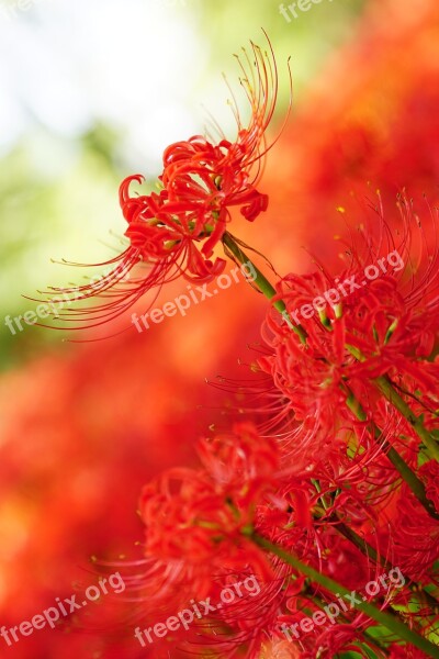 Amaryllis Amaryllidaceae Spider Lily Red Flowers Higanbana