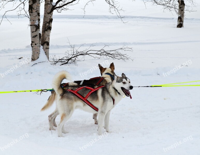 Sled Dogs Dogs Draghund Free Photos