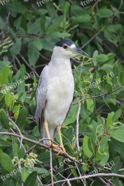 Bird Wildlife Back And White Penguin Acapulco