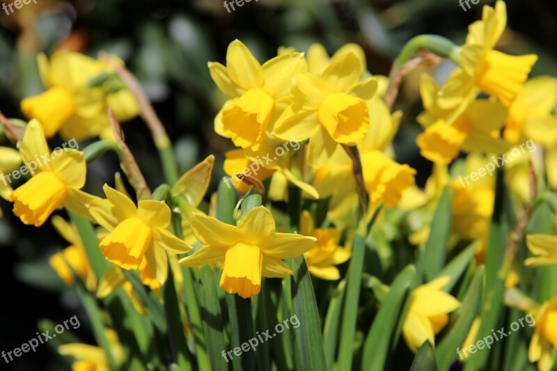 Osterglocken Daffodils Yellow Spring Plant