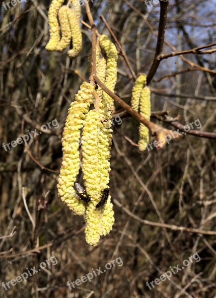 Hazelnut Blossom Bloom Yellow Spring