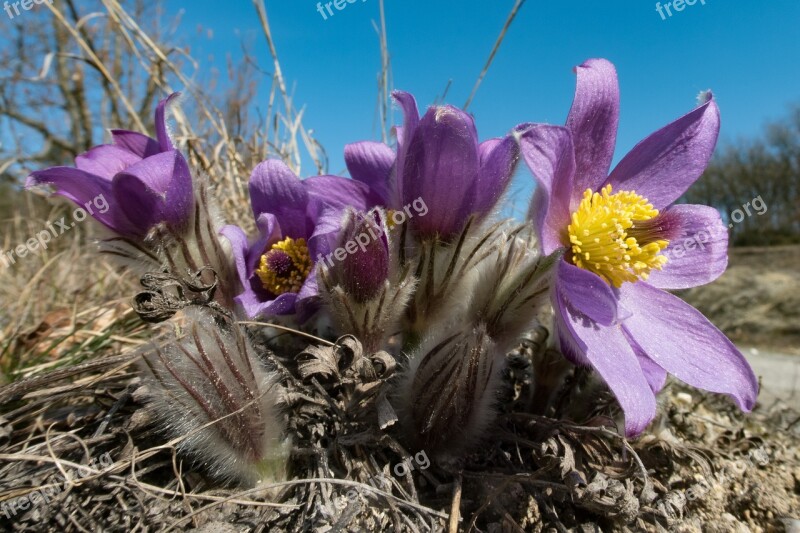 Pasque Flower Pulsatilla Flower Spring Nature