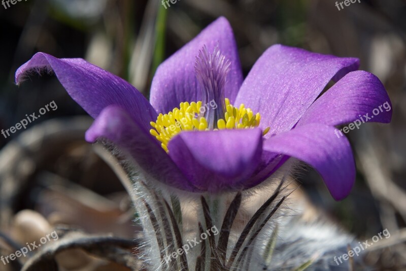 Pasque Flower Pulsatilla Flower Spring Nature