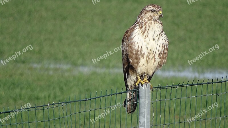 Buzzard Stops Curiosa Free Photos