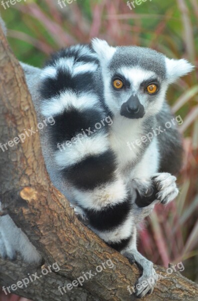 Maki Catta Lemur Madagascar Maki Monkey Maki