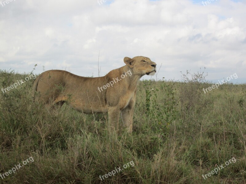 Lioness In Africa Lion In Kenya Safari Wildlife Lioness Carnivore