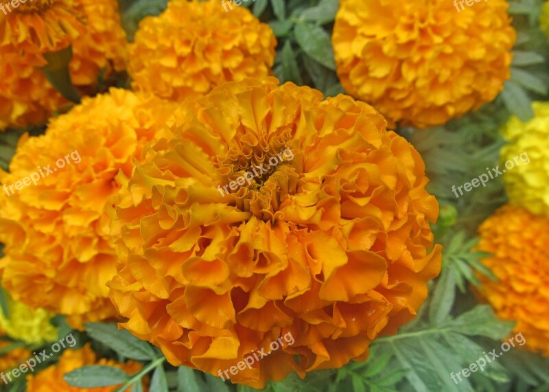 Flower Orange Macro Yellow Garden