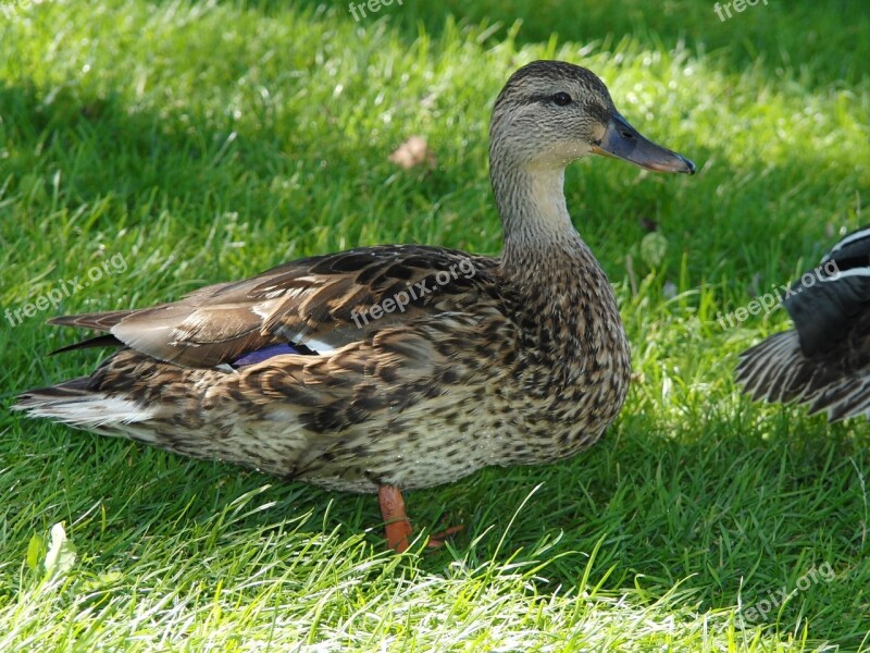 Duck Meadow Bird Nature Water Bird