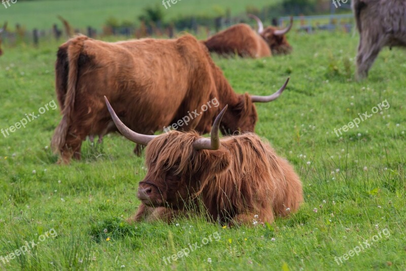 Highland-rinder Beef Cow Scotland Highlands