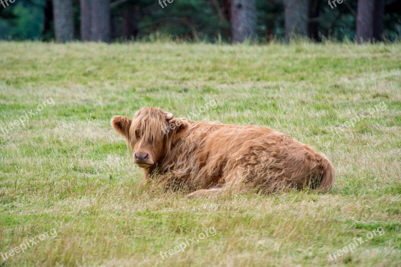 Highland-rinder Beef Cow Scotland Highlands