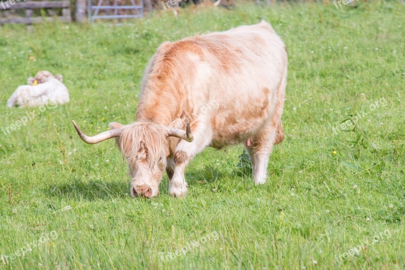 Highland-rinder Beef Cow Scotland Highlands