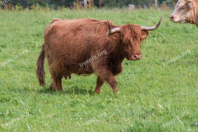 Highland-rinder Beef Cow Scotland Highlands