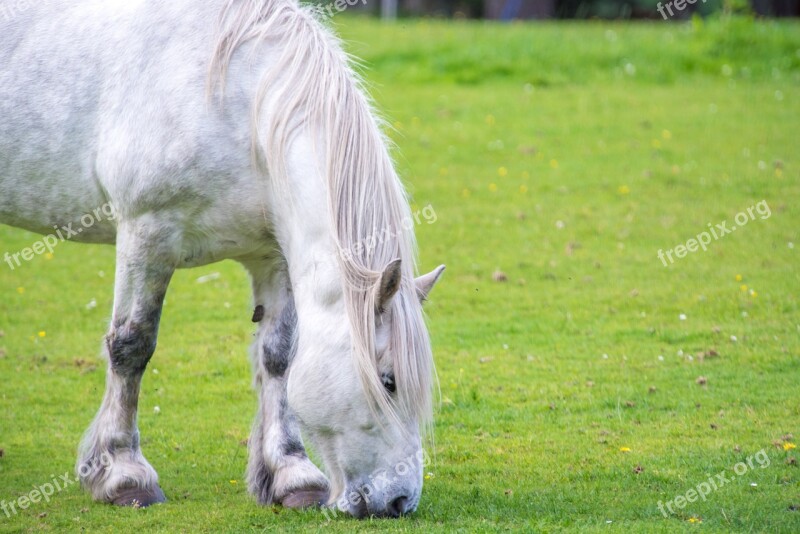 White Horse Horse Grass Green Background