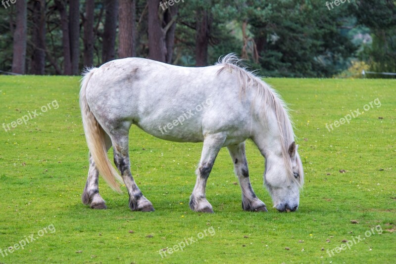 White Horse Horse Grass Green Background