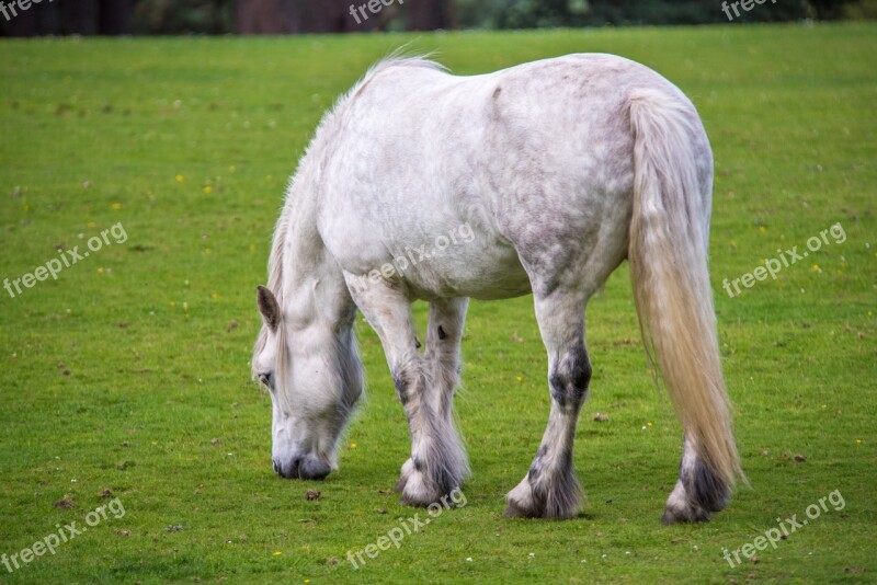 White Horse Horse Grass Green Background