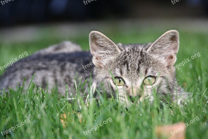 Cat Kitten On The Lurking Young Cat Tiger Cat