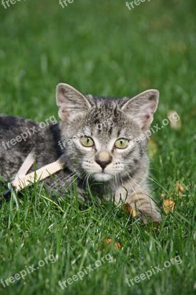 Cat Meadow Sun Kitten Freewheel