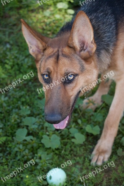 German Shepherd Dog Pet Purebred Grass