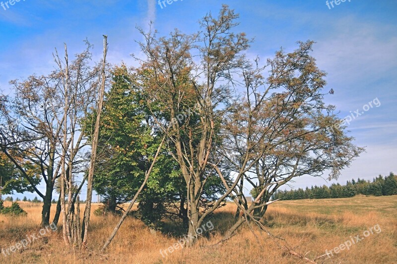 Tree Branches Autumn Tree Branches Nature