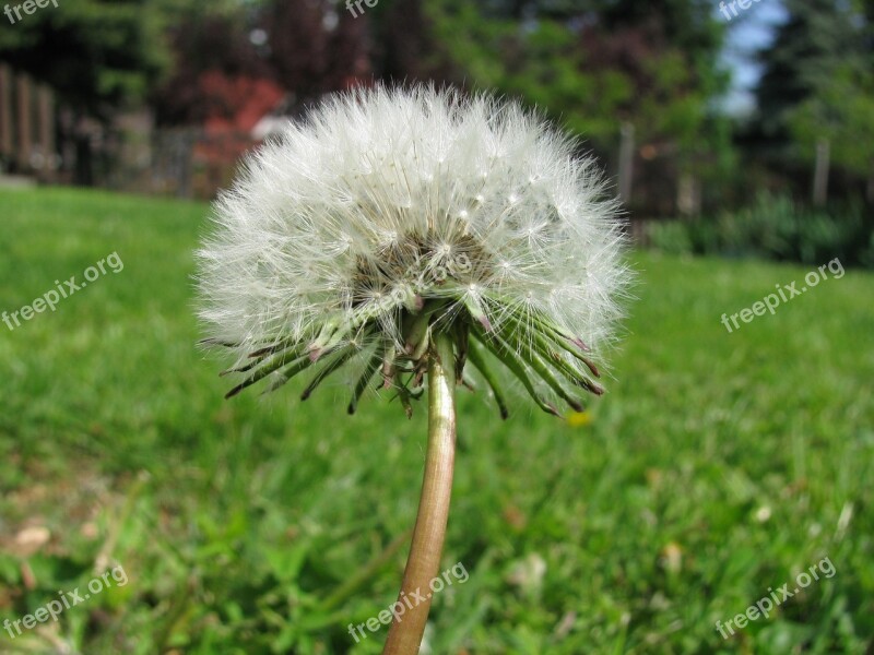 Dandelion Plant Nature Flower Summer Flowers