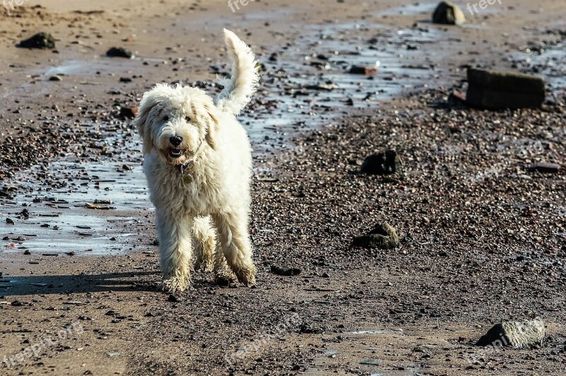 Dog Sea Dog On Beach Play Hybrid