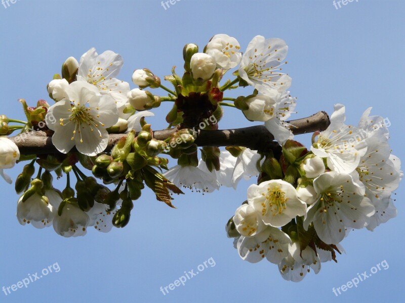 Spring Flowers The Buds Bloom Apple