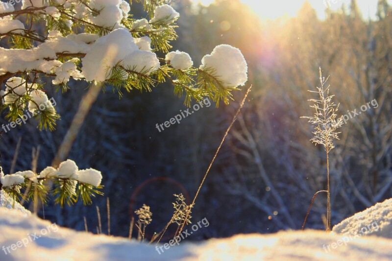 Winter Sun Nature Finnish Frost