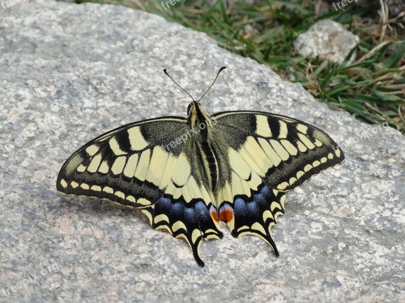 Butterfly Swallowtail Macro Nature Insect