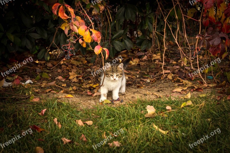 Cat Puppies Animal Baby Animal Sweet