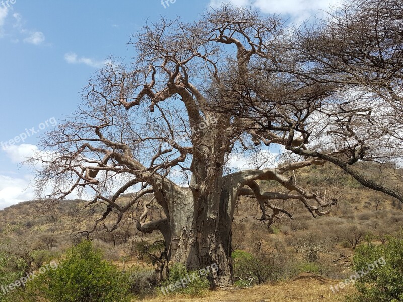 Baobab Africa Tanzania Safari Nature