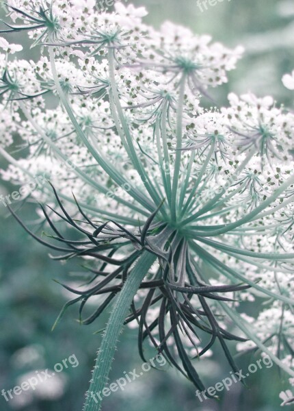 Carrots Wild Inflorescence Wild Plant Daucus Daucus Carota