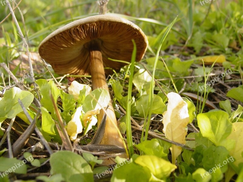 Mushroom Field Fungus Free Photos