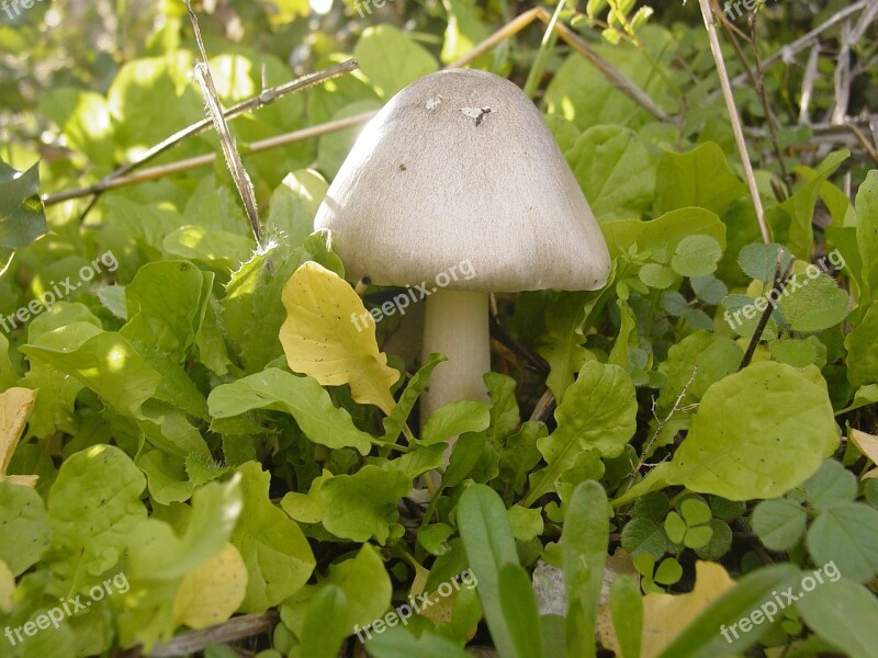 Mushroom Field Fungus Free Photos