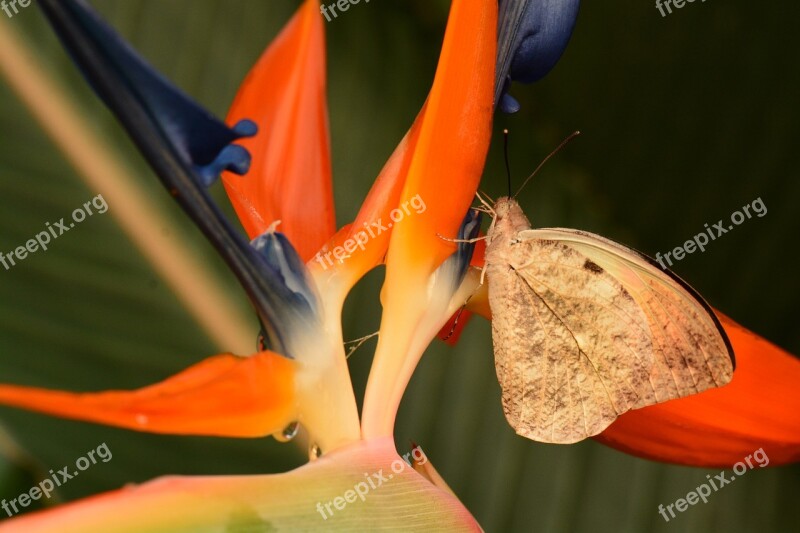 Butterfly Great Orange Tip Insect Hebomoia Glaucippe Wildlife