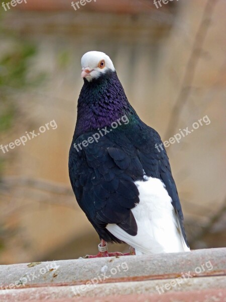 Paloma Roof Lookout Bird Fauna