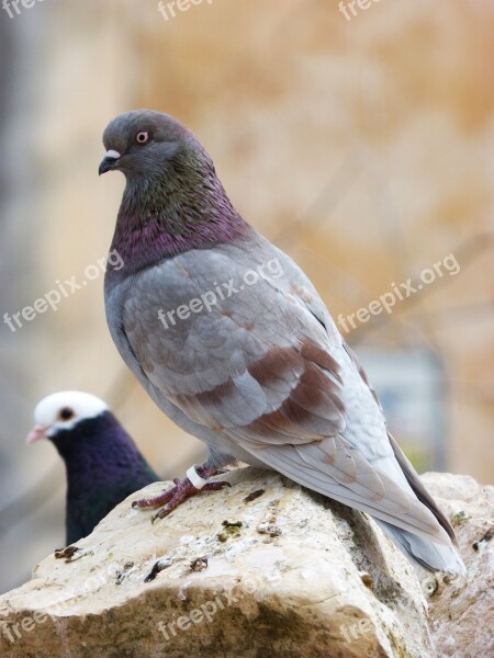 Paloma Lookout Stone Pigeon Racing Bird