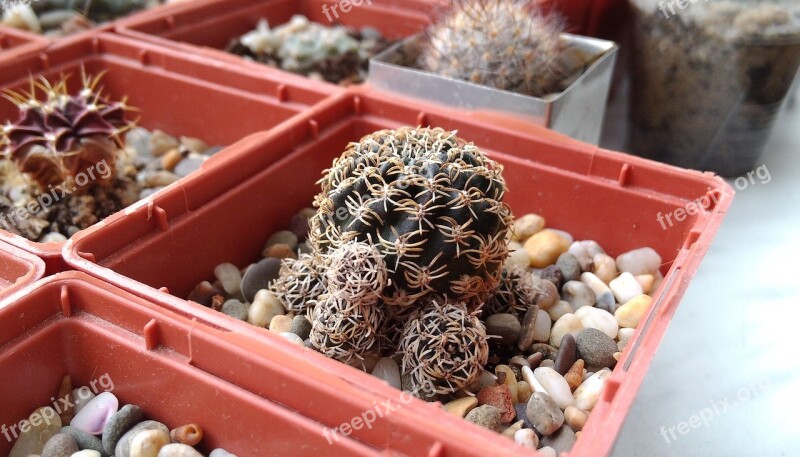 Lobiviâ Cactus Succulent Collection Cacti